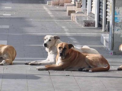 Sokak Köpeği Saldırısında İBB Tazminat Ödeyecek!