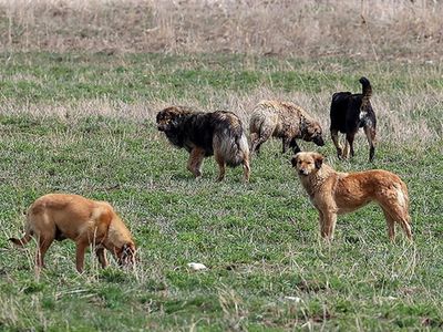 Sokak köpekleri faciası devam ediyor: Sultanbeyli’de sahipsiz köpekler küçücük çocuğa saldırdı