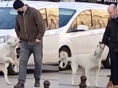 Sokak köpekleri yine rahat durmadı: Yoldan geçenleri tek tek ısırdı!