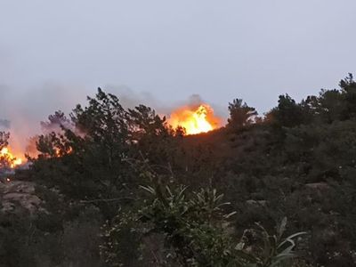 Son dakika: Bodrum’da ormanlık alanda yangın çıktı