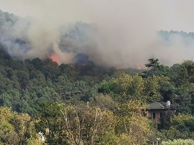 Son Dakika: İstanbul'da Ormanlık Alanda Yangın Meydana Geldi!