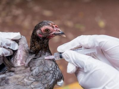 Son Dakika, Japonya'da Kuş Gribi Patlak Verdi, 143 Bin Tavuk İtlaf Edilecek!
