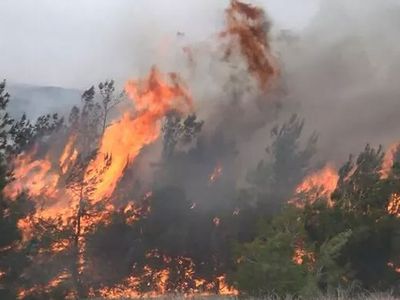 Son dakika: Muğla'da orman yangını!
