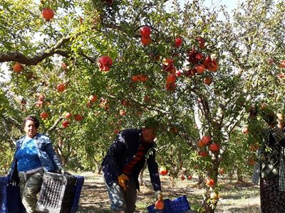 Sonbahar Geldi Nar Sezonu Açıldı, Üreticiler Bu Sene Rekor Satış Bekliyor