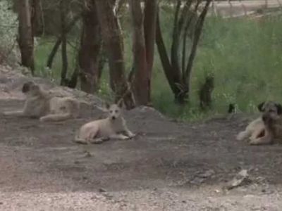 Su doldururken 13 başıboş köpeğin saldırısına uğradı: Yaşlı kadın ölümden döndü