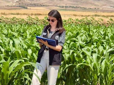 Şuhut’ta yem bitkileri ekili alanlarda saha çalışmaları devam ediyor