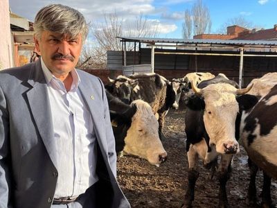 Süte gelen zammın ardından yem fiyatları da tavan yaptı! Besicilerin hevesi kursağında kaldı