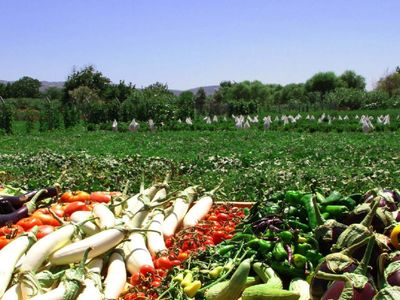 Tarım sektörü Ocak ayında rekor kırdı: Tüm zamanların en yüksek seviyesi