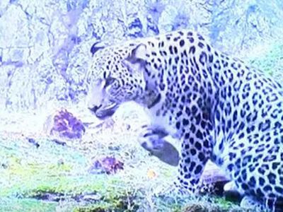 Tarım ve Orman Bakanı Vahit Kirişci açıkladı: Türkiye’de nesli tükendiği düşünülen Anadolu Leoparı tekrar görüldü!