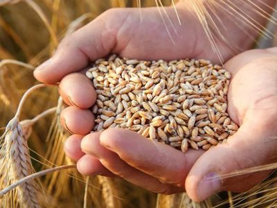 Tarım ve Orman Bakanlığı açıkladı: 2024 hububat alım fiyatları belli oldu