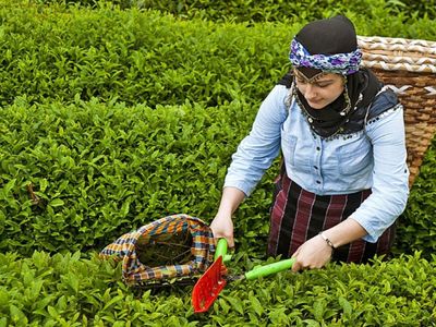 Tarım ve Orman Bakanlığı duyurdu: 2024 yılı yaş çay alım fiyatı belli oldu