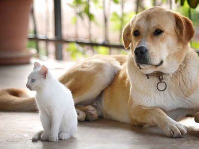 Tarım ve Orman Bakanlığı harekete geçti: Kedi ve köpek satışı yasaklandı!