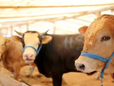 Tarım ve Orman Bakanlığı: Satılmayan Kurbanlıklar ESK Tarafından Alınacak