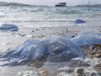 Tatilcilere denizanası uyarı: Vücudunuz tahriş olabilir!