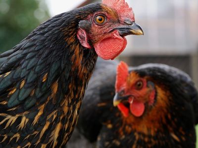 Tavuk eti fiyatlarındaki artışa Ticaret Bakanlığı müdahale ediyor! İşte alınan önlemler…