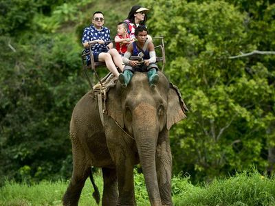 Tayland'da bir fil sahibini öldürdü