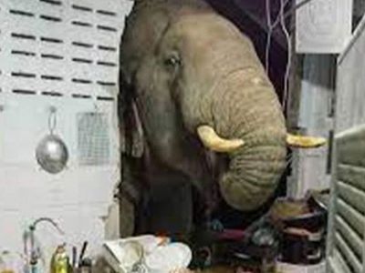 Taylandlı Fil Karnı Acıkınca Daha Önceden Girdiği Eve Döndü