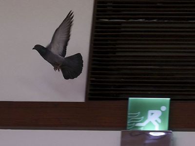 TBMM'ye Giren Güvercin Görenleri Şaşırttı