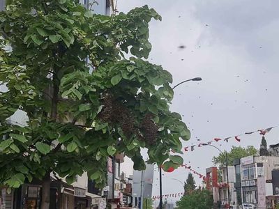 Tekirdağ'da arı istilası: Vatandaş kaçacak yer aradı!
