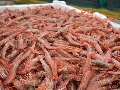 Tekirdağ'da Av Yasağı Kalktı: Karidesin Kilosu Tezgahlarda 60 Liradan Satılıyor!