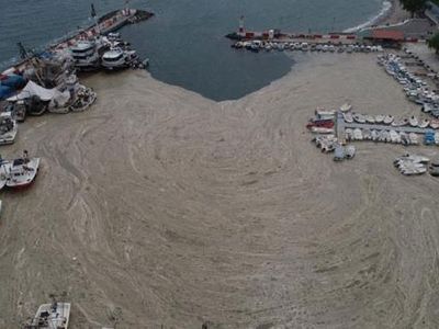 Tekirdağ’da Balıkçı Barınağını Deniz Salyası Kapladı