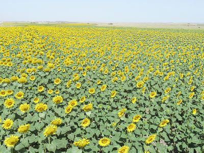 Tekirdağ'da Tarlalar Sarıya Boyandı