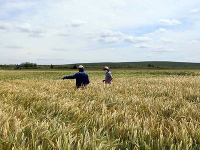 Tescillenmiş Arpa Çeşidi 'Yağmur' Çiftçinin Yüzünü Güldürüyor