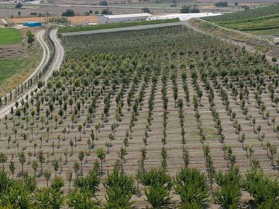 Teşvik İçin Oluşturmuşlardı: Tüm İlçeye Yetecek Kadar Üretildi!