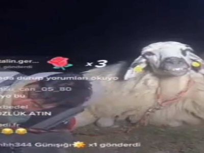 Tiktok dünyası bu olayla çalkalanıyor! Canlı yayın yapan çoban uyuyakaldı! 12 bin kişi canlı yayında koyunu izledi