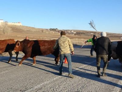 Tır Devrilince Boğalar Yola Kaçtı, Yakalamak Kolay Olmadı