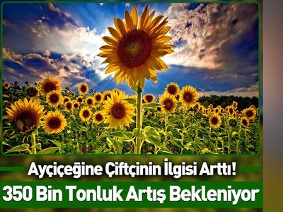 Çiftçiye verilen destekler işe yaradı: Ayçiçek yağı üretimi artacak!