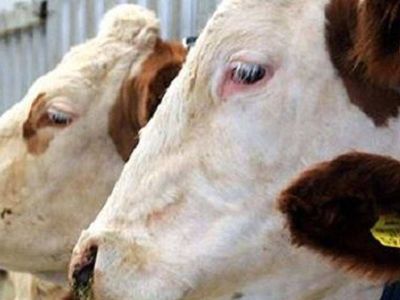 Tokat kurbanlık fiyatları ne kadar? 2022 Tokat büyükbaş, küçükbaş kurbanlık hisse fiyatları