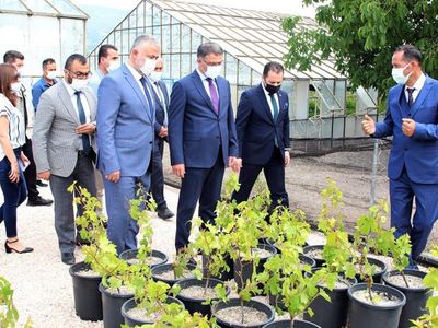 Tokat’ta 60 Bin Tüplü Asma Fidanı Tören Yapılarak Emektar Üreticilere Dağıtıldı