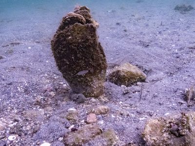 Toplu ölümlerin ardından Akdeniz’de yeniden pinalar görüldü