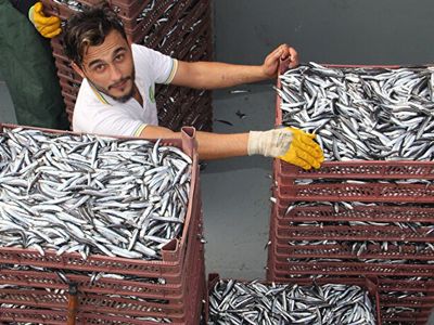 Trabzon'da Rekor İhracat: 4 Ayda 25 Ülkeye 1059 Ton Hamsi