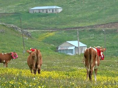 Trabzon'da Salgından Kaçıp Kendilerini Yaylaya Atanlara Evde Toplanmayın Uyarısı Geldi