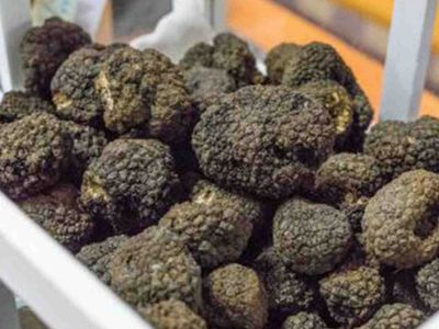 Trüf mantarı nedir? Trüf mantarı tohumu nereden ve nasıl bulunur? Kralların özel yemeği trüf mantarı yetiştirmenin püf noktaları