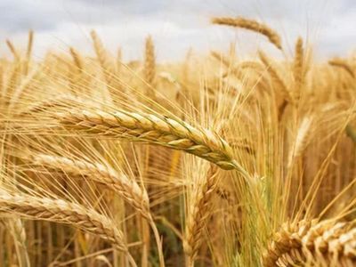 7 bin yıllık buğday diye sattılar, milyonluk vurgun yaptılar!