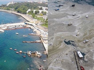Tüm Türkiye Tek Yürek Olmuştu! Caddebostan Sahili 3'üncü Gününde Müsilajdan Temizlendi