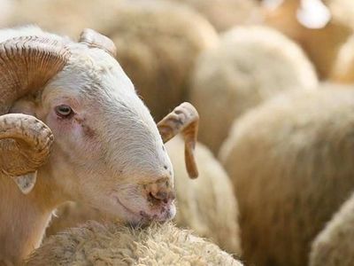Tunceli kurbanlık fiyatları ne kadar? 2022 Tunceli büyükbaş, küçükbaş kurbanlık hisse fiyatları