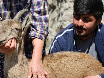 Tunceli’de Günlerce Baktıkları Dağ Keçisine Gözyaşlarıyla Veda Ettiler