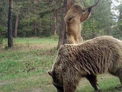 Turistlere Uyarı Geldi! 'Ayıyı Görünce Bağırıp Şarkı Söyleyin’
