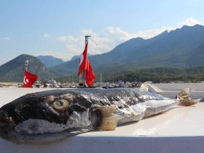 Türkiye sahillerinde balon balığı alarmı: Büyük tehlike oluşturuyor