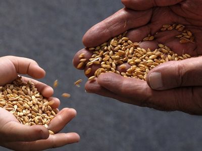 Türkiye Yerli ve Milli Tohum Üretiminde Atağa Kalktı