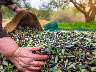 Türkiye zeytin ihracatında rekora koşuyor: 200 milyon dolara ulaşmak üzere