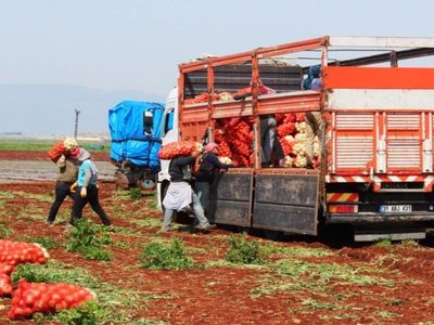 Türkiye’de hasat dönemi başladı: Fiyatı 10 liranın altına düşecek