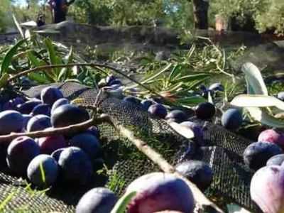 Türkiye'de Zeytin Ağacı Yüzde 50 Artışta!