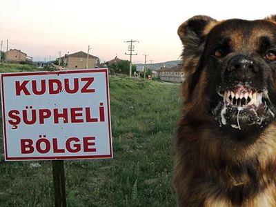 Türkiye’nin 5 yıllık kuduz bilançosu korkuttu: 12 ilde karantina uygulandı