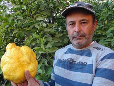 Türkiye’nin En Büyük Limonu! Bin Liraya Satılacak
