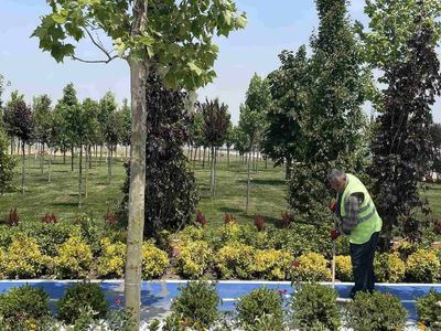 Türkiye’nin en büyük parkı oldu! Atatürk Havalimanı Millet Bahçesi’ne 145 bin ağaç dikilecek